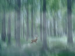 迷雾森林 找寻平凡生活中的不平凡 世界很美 二月摄影 世界这么大 光影视觉 art painting