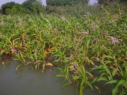 Image result for Persicaria senegalensis