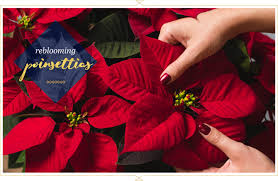 How to prune and propagate, poinsettia. Poinsettia Care Guide Tips And Tricks Ftd Com