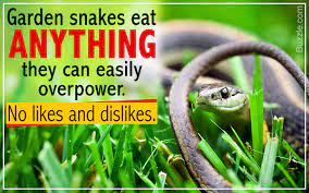 Maybe you would like to learn more about one of these? What Do Garden Snakes Eat It S Not What You Imagined Animal Sake