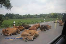 Maybe you would like to learn more about one of these? 4x4 Roadtrip To Southern Thailand Sungai Golok Narathiwat 70km Part 1