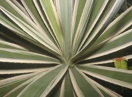 Image result for Agave vivipara