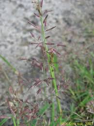 Image result for Eragrostis macrochlamys