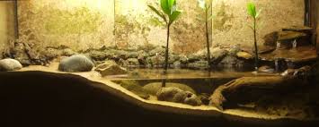 Amazing Mangrove Tank This Will Definitely Be My Next 10 Gallon Tank