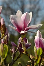 The stunning early spring blossoms have been said. Free Stock Photo Of Saucer Magnolia Download Free Images And Free Illustrations