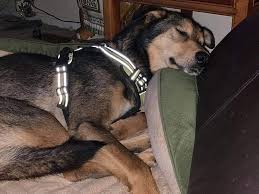 Maybe you would like to learn more about one of these? Alaskan Sled Dog Loose In Bangor Here S What You Need 2 Know