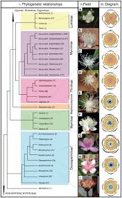 Image result for Faroa involucrata
