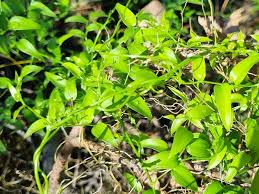 Image result for Asparagus asparagoides