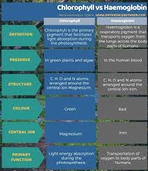 Check spelling or type a new query. What Is Your Opinion That The Difference Between Chlorophyll And Hemoglobin Is That The First Contains Iron And The Second Contains Only Magnesium
