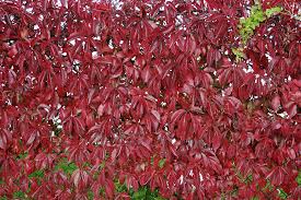 Image result for Pittosporum abyssinicum