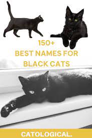 Top 150 Names For Black Cats Funny Unique Pop Culture Inspired Classic And More In 2020 Cute Cat Names Names For Black Cats Boy Cat Names Black