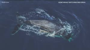 San diego's year round whale watching schedule. Whale Watchers Try To Save Entangled Whale Off Coast Of San Diego Cbs8 Com