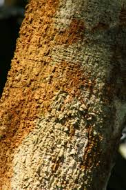 Image result for Hunteria zeylanica