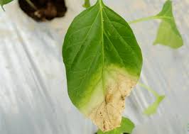 Daun ketapang adalah jenis daun yang digunakan untuk menyembuhkan penyakit pada ikan. Penyebab Daun Cabe Kering Kampustani Com