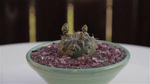 You can also visit your local cacti seller for a mealybug insecticide. Gymnocalycium Baldianum Dwarf Chin Cactus Youtube