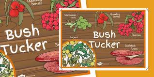 New Bush Tucker Display Poster Aboriginal Art For Kids Posters Australia Tucker