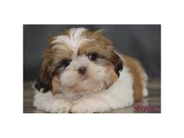 We did not find results for: Petland Montgomery Shih Tzu Puppy Shitzu Puppies Shitzu Puppies For Sale Near Me