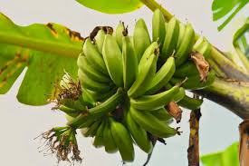 Image result for matooke