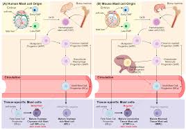 Image result for Mast Cell