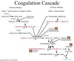 Coagulation Cascade Science Notes Nurse Brain Sheet Coagulation Cascade