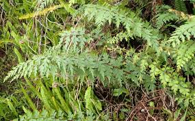 Image result for Asplenium africanum