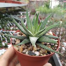 Image result for Habenaria attenuata