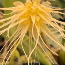 Image result for Bulbophyllum stolzii