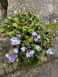 Image result for Streptocarpus sp.nov. aff. S. grandis