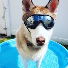 Dailybarker Dog Dog Education Puppy Click On The Link Below To Educate Your Dogs Easily Dogs Your Dog Dog Food Recipes