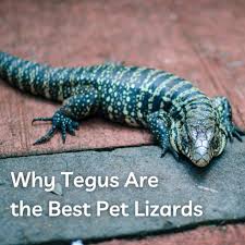 8088 pat booker rd live oak, tx 78233 Why The Tegu Is The Best Pet Lizard Pethelpful