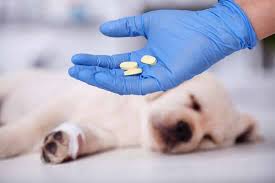 The most common are rhinoviruses, coronaviruses, influenza and parainfluenza viruses, parvoviruses. Parvovirose Die Hundeseuche Modern Dogs De