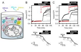We did not find results for: Atp Sensing In Living Plant Cells Reveals Tissue Gradients And Stress Dynamics Of Energy Physiology Elife