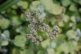 Maybe you would like to learn more about one of these? Helichrysum Petiolare Limelight Landscape Architect S Pages