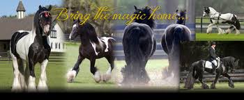 We did not find results for: Gypsy Gold America S Gypsy Vanner Foundation Farm