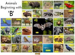 Read below for information on 53 different animals that start with the letter a, from aardvark to aye aye. Animals That Start With B