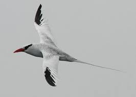 Black And White Bird With Long Tail Feathers Red Billed Tropicbird Phaethon Aethereus Boatswain Bird 19 Excluding Tail Feathers Which Double Its Length 39 Wingspan Long Wi Sea Birds Bird Red Bill