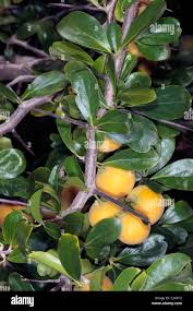 Image result for Dovyalis sp. A