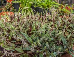 Image result for Xerophyta pauciramosa