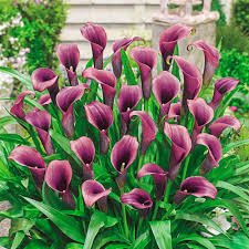 Maybe you would like to learn more about one of these? Flower Power Calla Lily Michigan Bulb Company