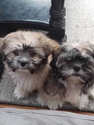 Striving to provide you the perfect puppy! Breed Info Iowa Designer Dogs