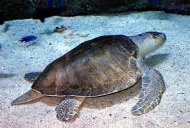 Pin On Science Sea Turtles