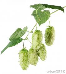 Dogs suffering from anxiety or skin/stomach upsets will be attracted to this plant's scent clary sage : What Are Hops With Pictures