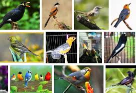 Daftar Harga Burung Kicau Terbaru Juli 2021 Hargabulanini Com