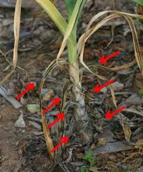 Glad.com has been visited by 10k+ users in the past month When Is The Right Time To Harvest Garlic Garden Org