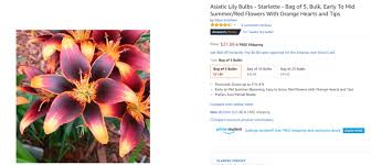 They have grown like crazy and have multiplied into 10 plants and are about a foot tall. Asiatic Lily Bulb Scam On The Amazon Dot Com Pink Ink