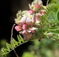 Image result for Tephrosia lupinifolia