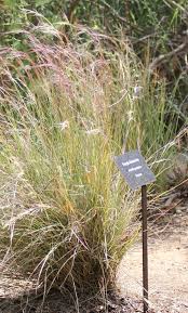 Image result for Aristida transvaalensis