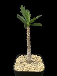 Image result for Monadenium torrei