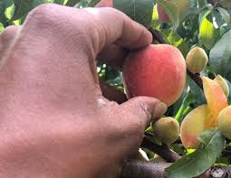Official supplier providing 100% authentic products at great prices. Phony Peach Disease A Developing Challenge In Peach Production Alabama Cooperative Extension System