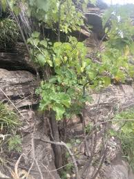 Image result for Obetia